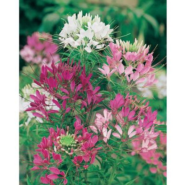 Cleome Color Fountain