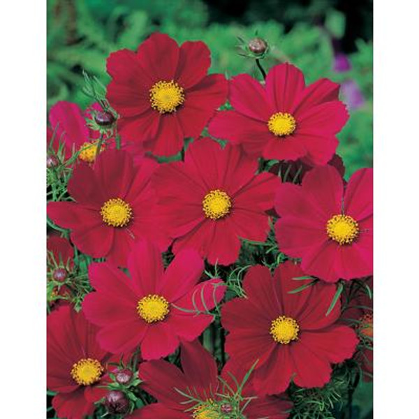 Cosmos Gazebo Red