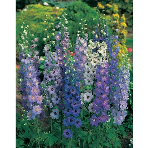 Delphinium Pacific Giants