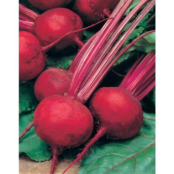 Beetroot Boltardy