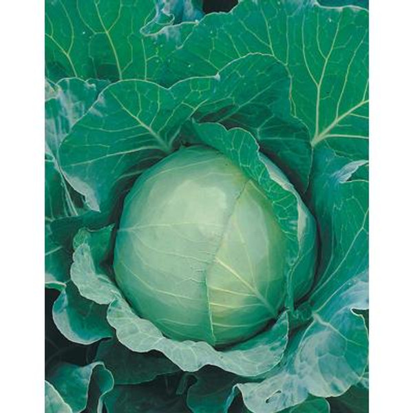 Cabbage Charmant