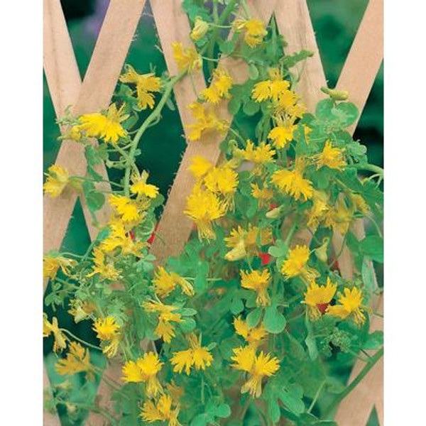 Fun Seeds Climbing Canaries                        (Canary Creeper)