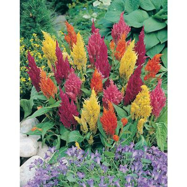 Celosia Prince of Wales