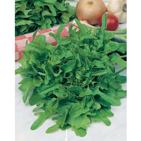 Lettuce Catalogna Italian