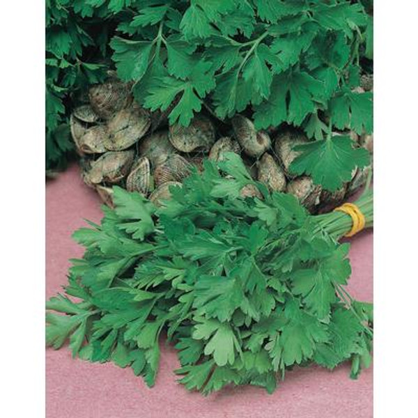 Parsley Giant of Italy