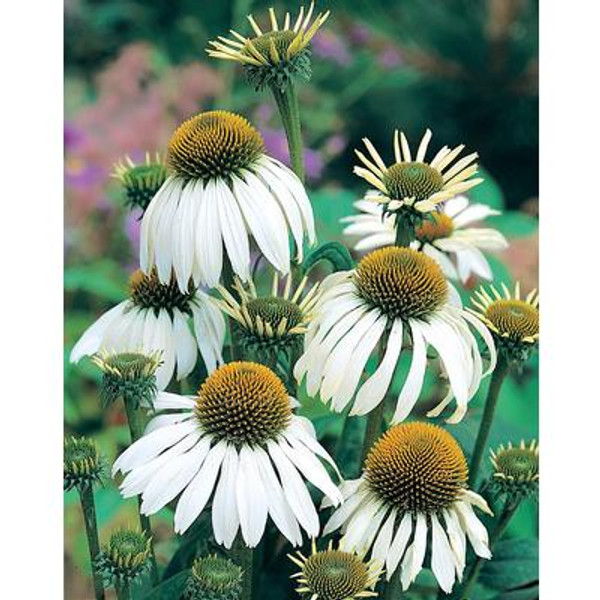 Echinacea White Swan