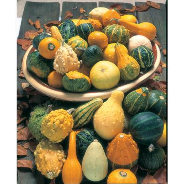 Gourd Ornamental Mixed