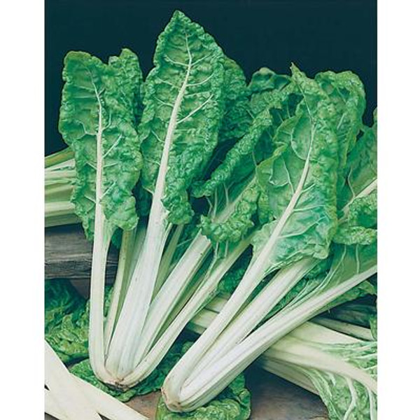 Swiss Chard Fordhook Giant