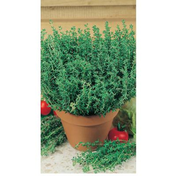 Thyme Orange Scented