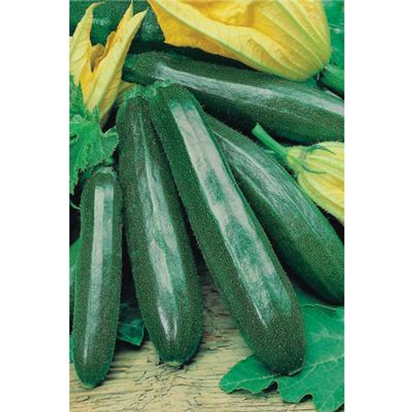 Courgette Primula F1