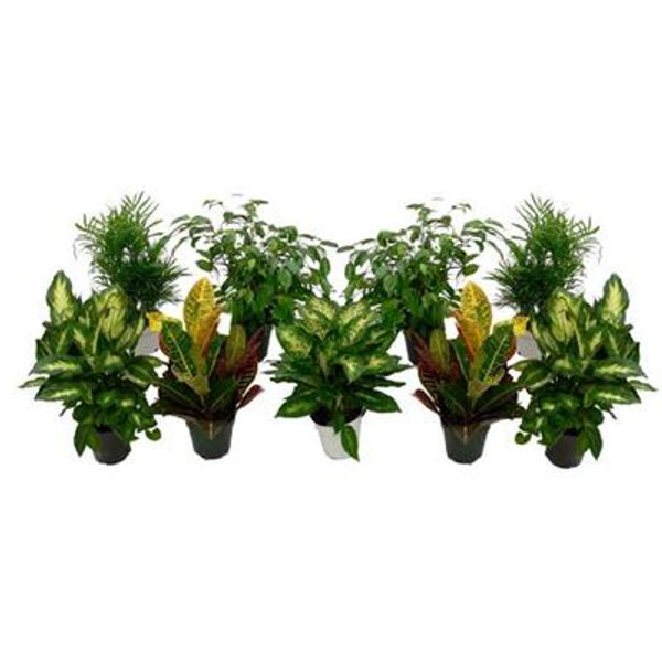 Tropical Assortment 5 Inch Premium