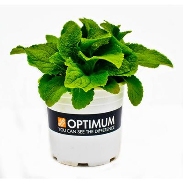 Optimum Perennial - 2 Gallon