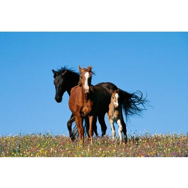 Horse Family Wall Mural