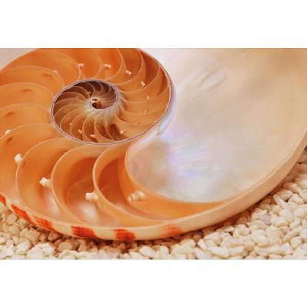 6 Feet x 4 Feet 2 Inches Nautilus Wall Mural