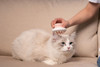 Pet Life 'Scwubba' Handheld Bathing Brushing and Massaging Soft Flexible Grooming Pet Comb