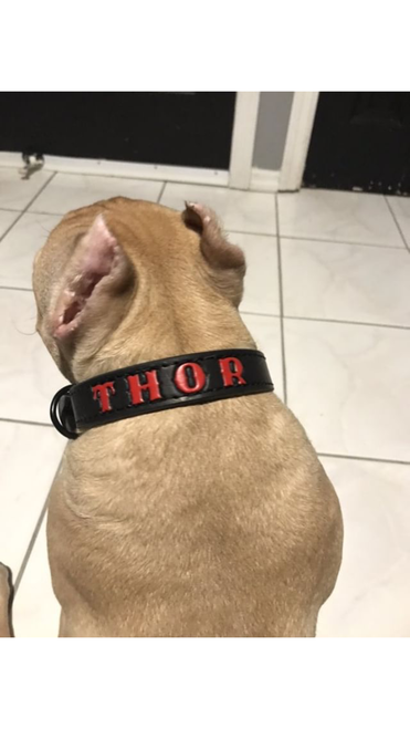 Leather Dog Collars