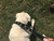 Leather Dog Leash