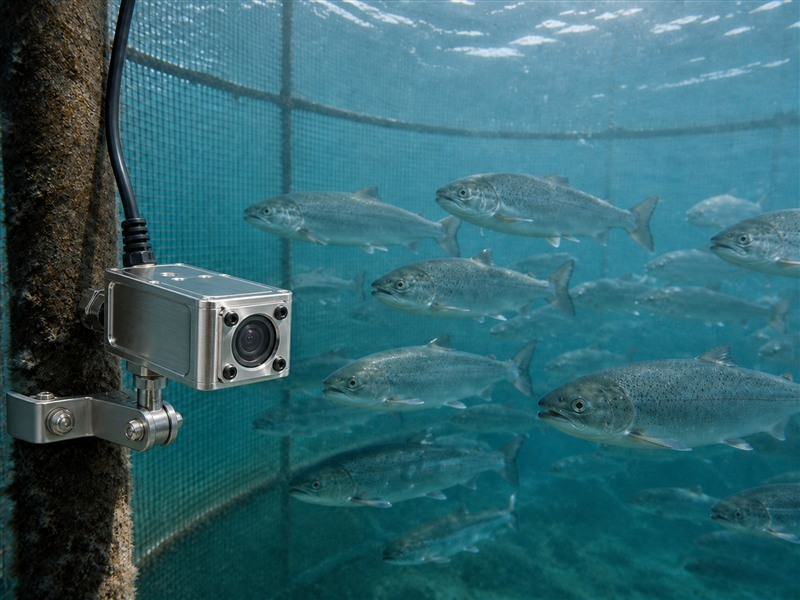 Stainless steel HD9 underwater camera monitoring salmon inside an aquaculture net pen