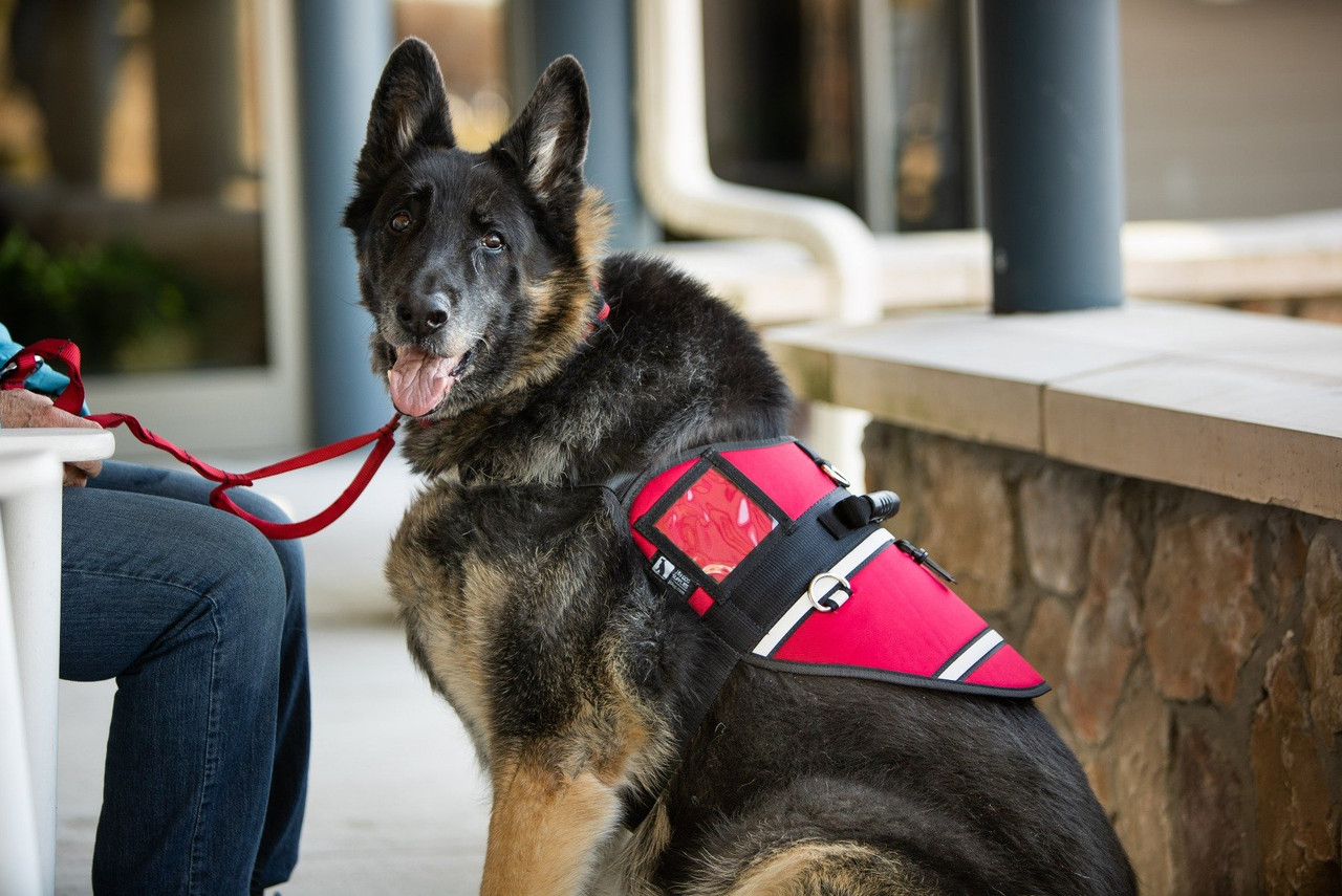 Activ Dog Harness Service & Everyday Use J&J Dog Supplies