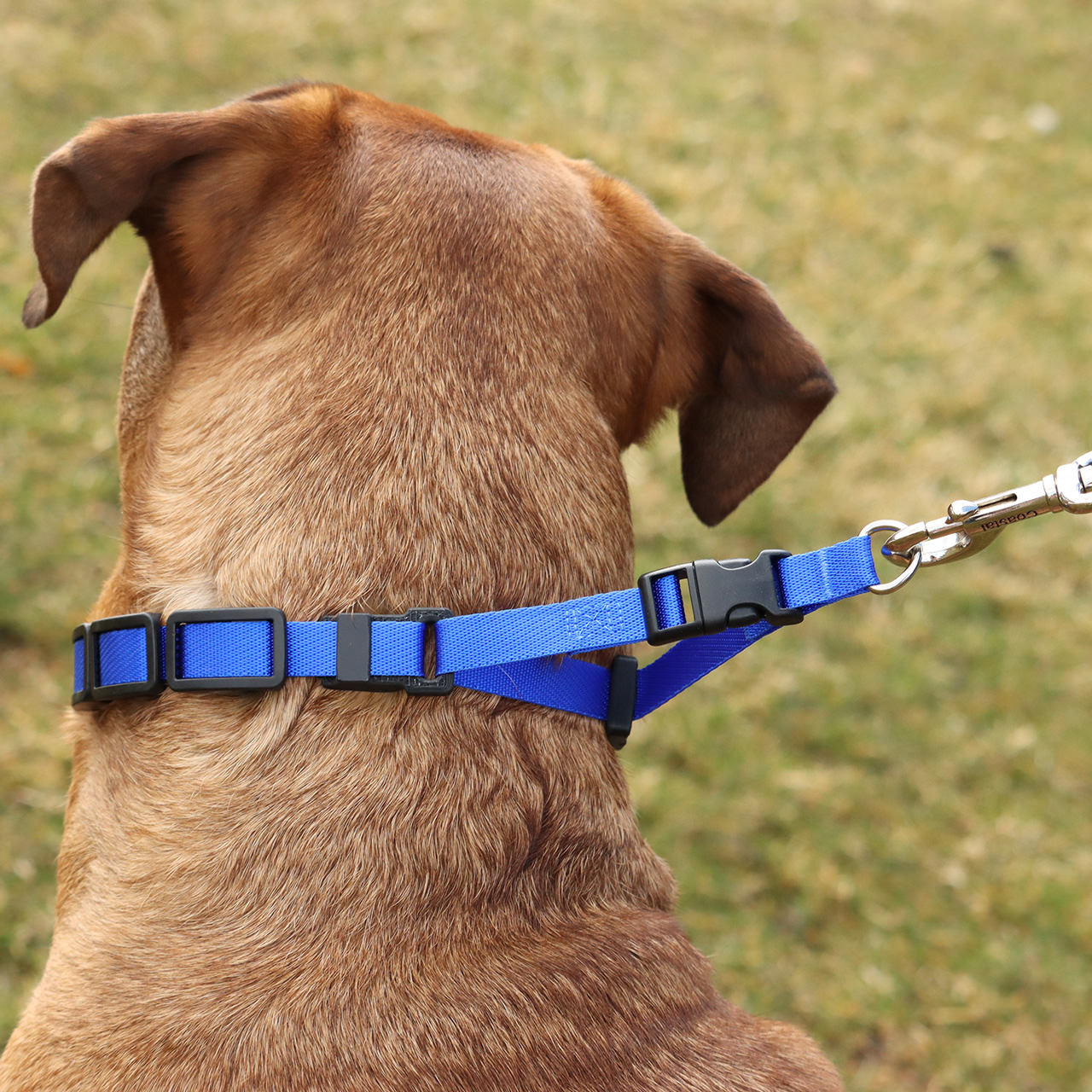 Mockins dog sales training collar