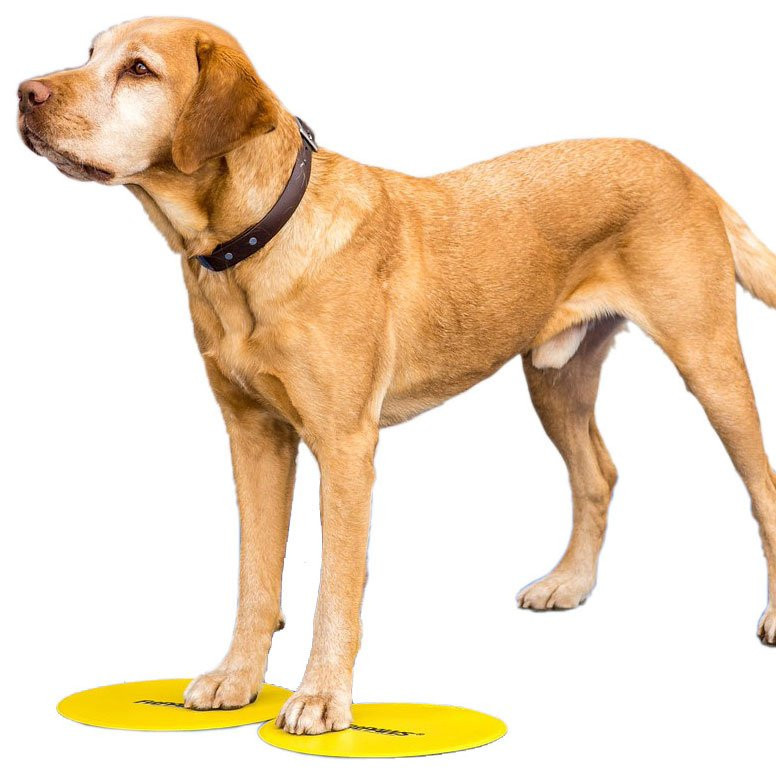 dog target training equipment