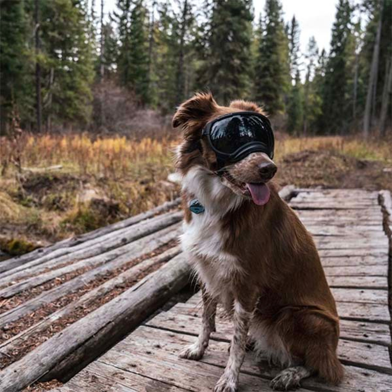 しつけ用品 Rexspecs DOG GOGGLES Dog Eyewear | Dog Goggles Eye Protection | Rex Specs