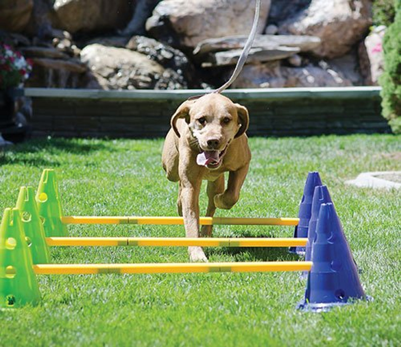 FitPAWS CanineGym® Dog Agility Set | Dog Agility - J&J Dog Supplies