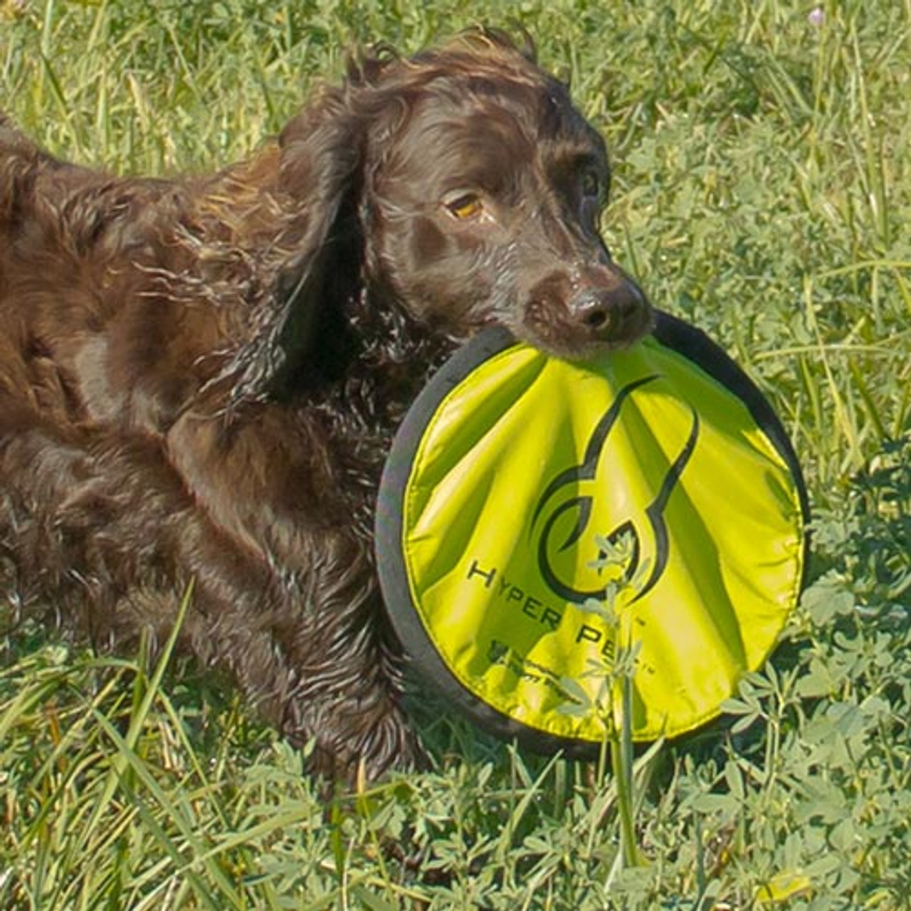 dog frisbee