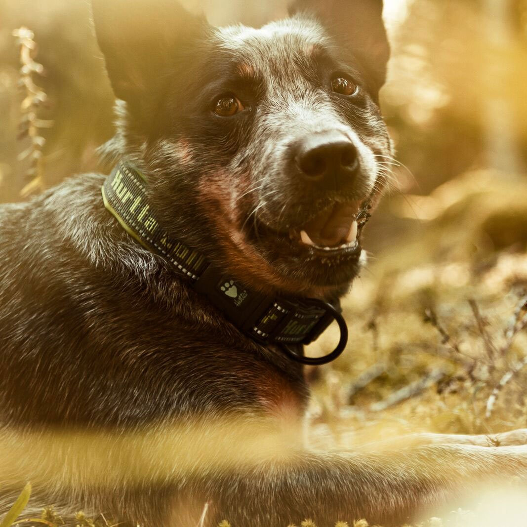 hurtta padded collar