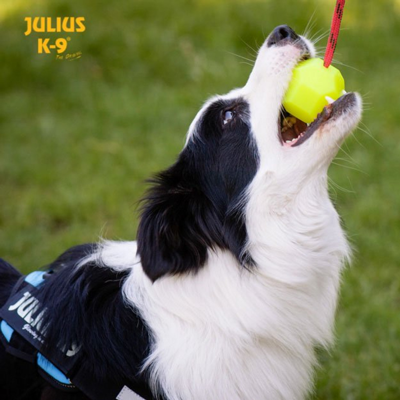 spreken als Overtreffen Julius K9 Neon Green Fluorescent Ball | Neon Dog Toy - J&J Dog Supplies