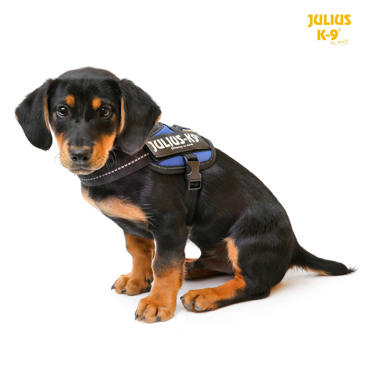 JULIUS-K9, 16IDC-PM, IDC Powerharness, dog harness, Size: Mini, Black