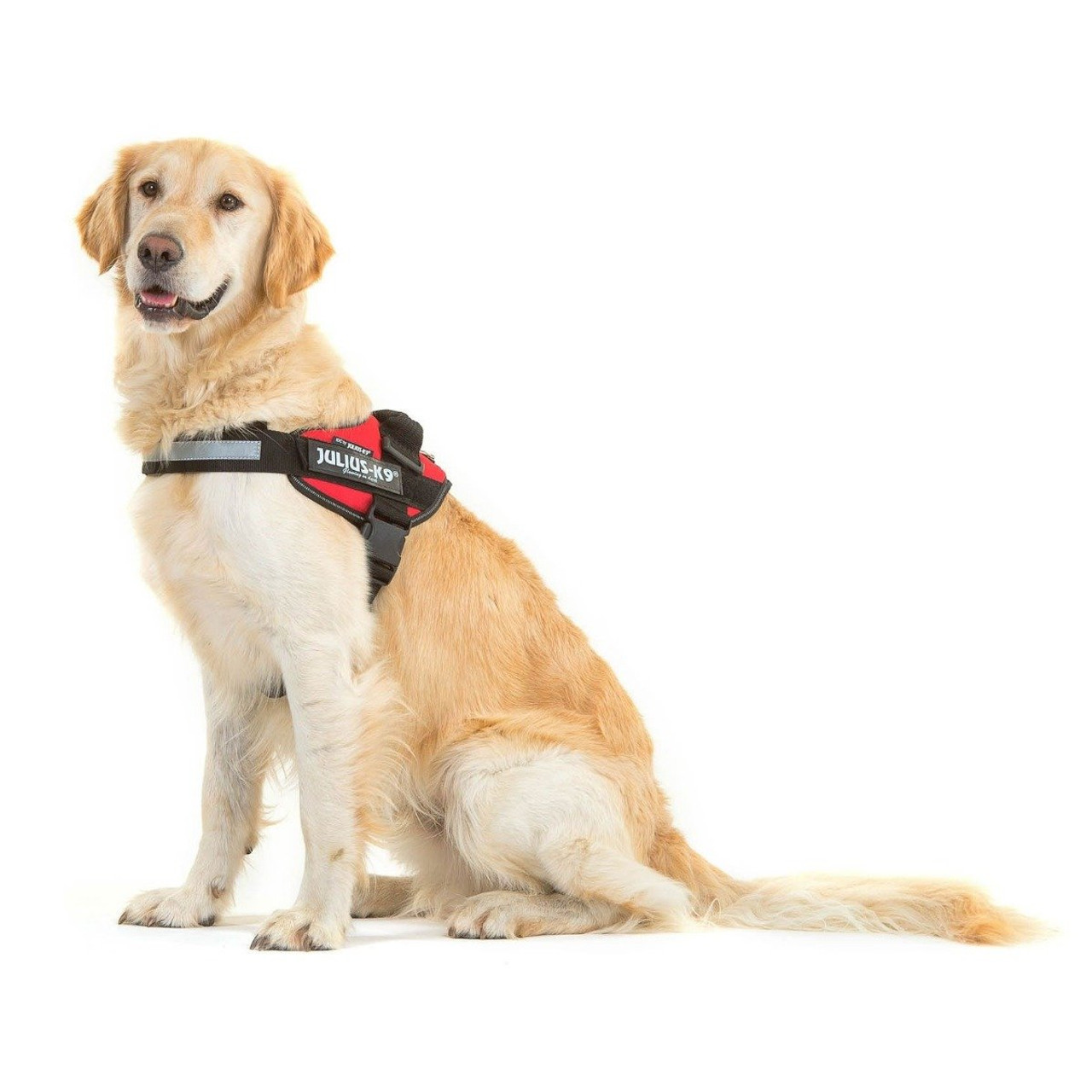 Julius K9 Collar with Handle  Service Dog Collar - Ray Allen