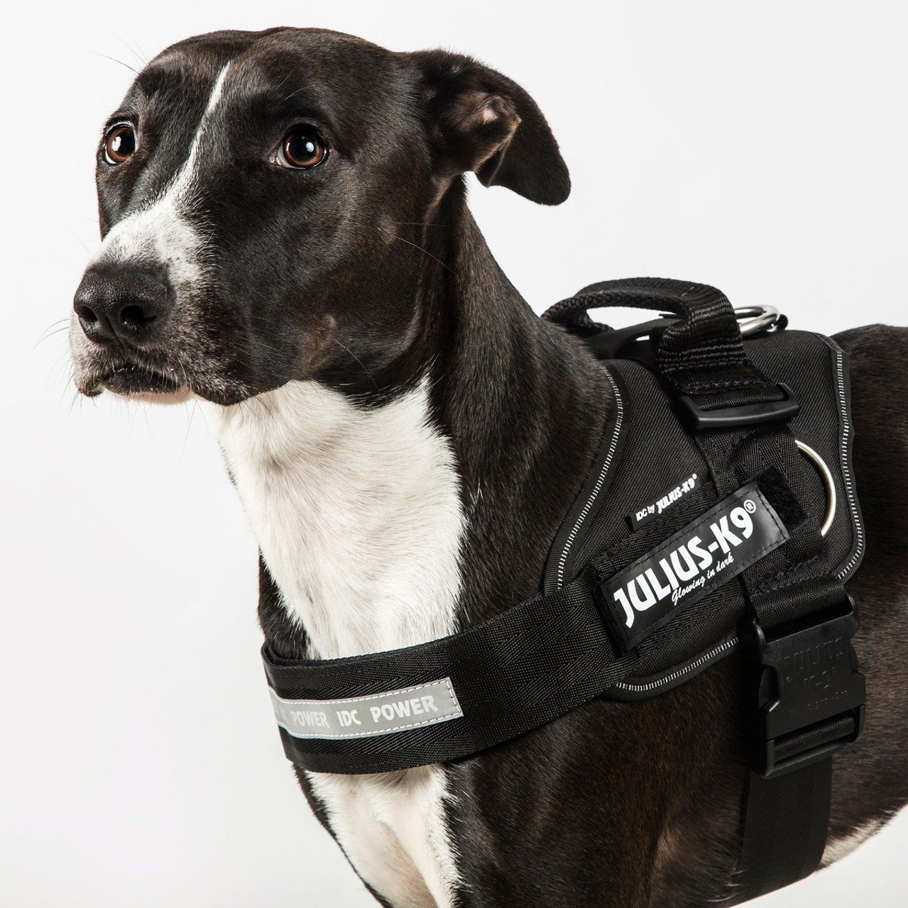 julius k9 harness size 4