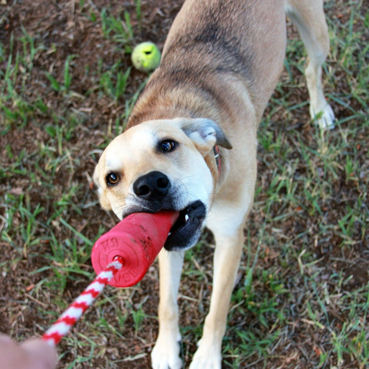 dog training toys