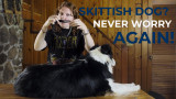 Why Every Active Dog Handler Needs a Martingale Collar