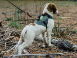 Affordable Upgrades for Better Walks