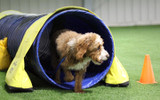 All About Dog Agility Tunnels