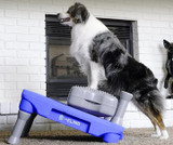 All About Obedience: Everyday Skills and Competitive Sport