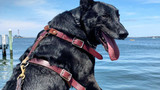 Boating With a Dog: What to Bring for a Day at the Lake