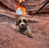 J&J Staff Picks: Butters