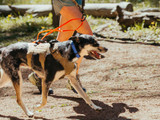 Fall Paw and Coat Care for Active Dogs