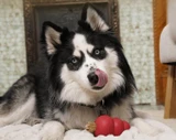 Finding Your Dog’s Favorite Reward