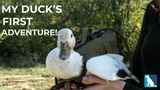 A Duck's First Outdoor Adventure… In A Dog Harness