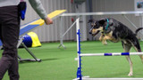 Agility Gear for Beginners on a Budget