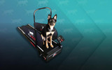Choosing the Best Dog Treadmill: Factors to Consider