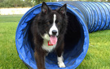 Maintenance Tips for Keeping Your Dog Tunnel in Top Shape