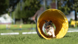 Dog Tunnel Play: Have Fun While Training For Agility