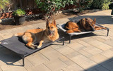 Raised Dog Beds: Are They Right for Your Dog?
