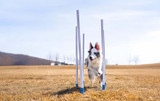Mastering Weave Pole Training: Techniques to Make Your Dog a Champion