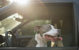 Traveling with Your Dog: Keep Your Pup Safe & Happy on the Road